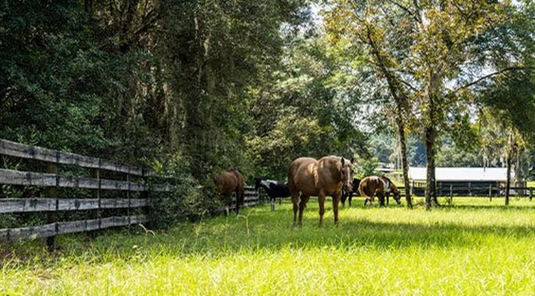 A Local Guide: 13 Things to do in Ocala, FL